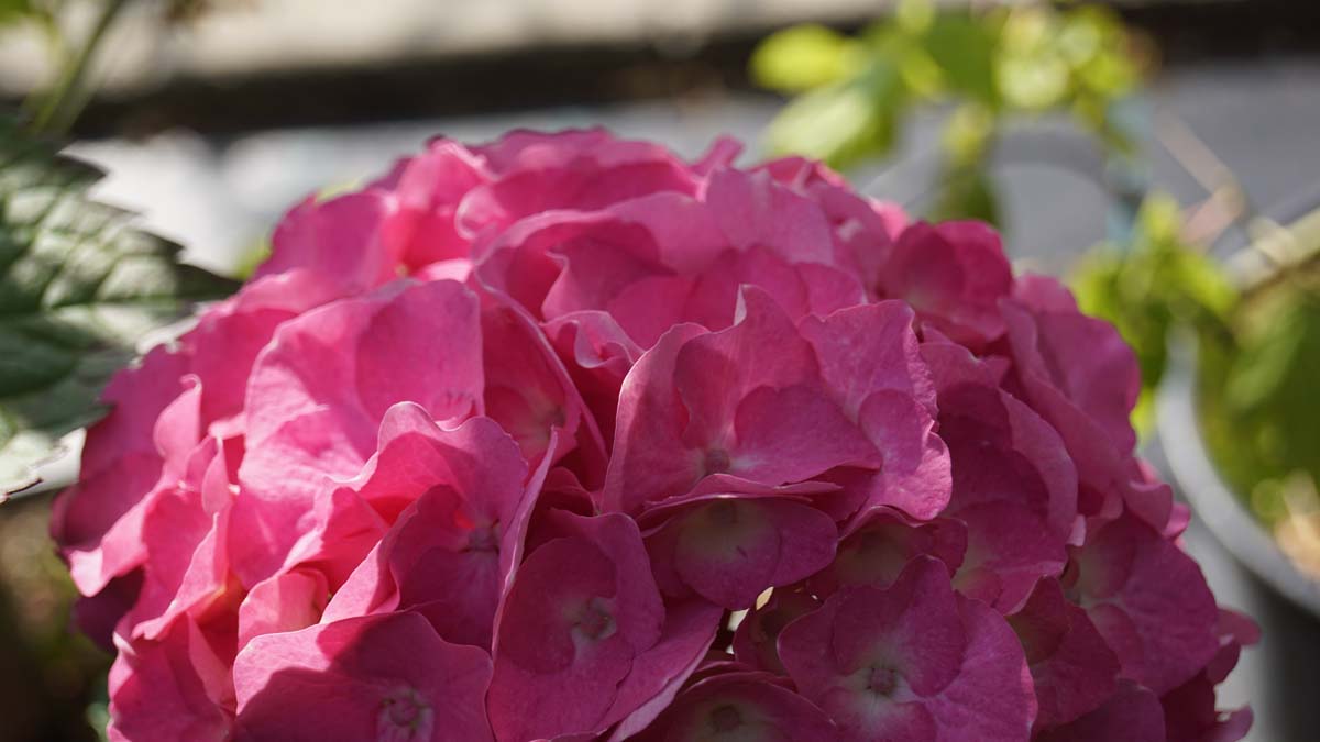 Hydrangea macrophylla 'Deutschland' meerstammig / struik