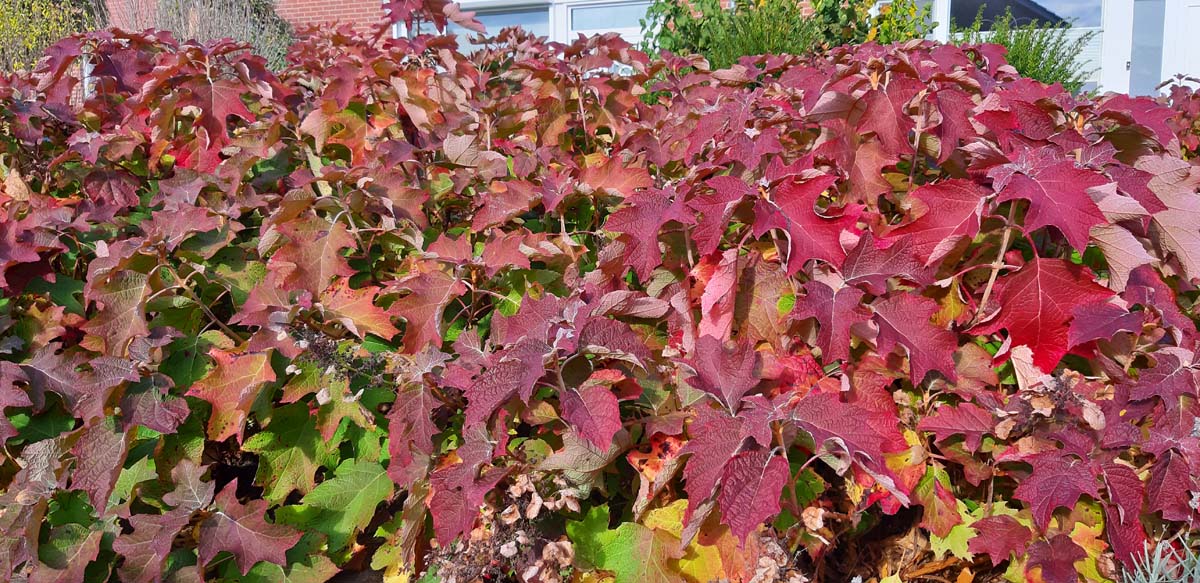 Hydrangea quercifolia 'Sike's Dwarf'