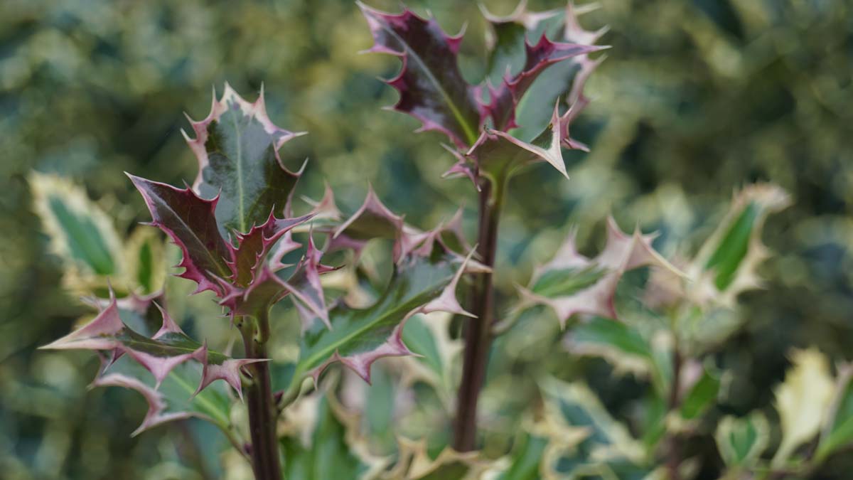 Ilex aquifolium 'Argentea Marginata' op stam twijg