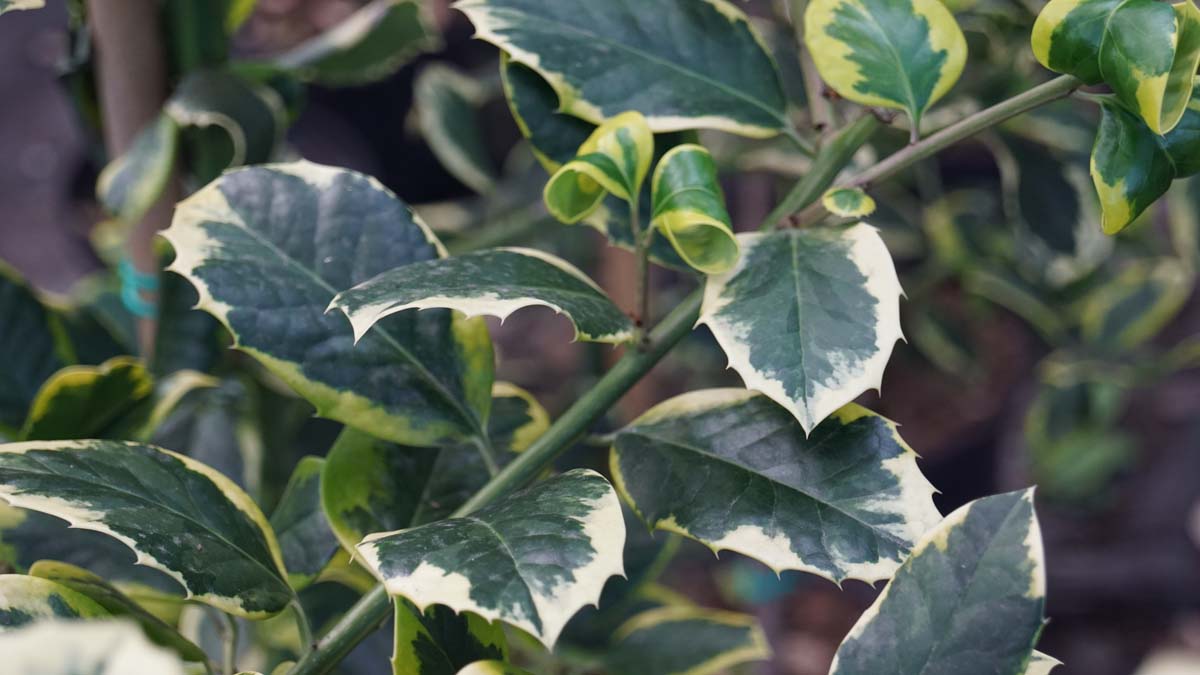 Ilex altaclerensis 'Golden King' Tuinplanten