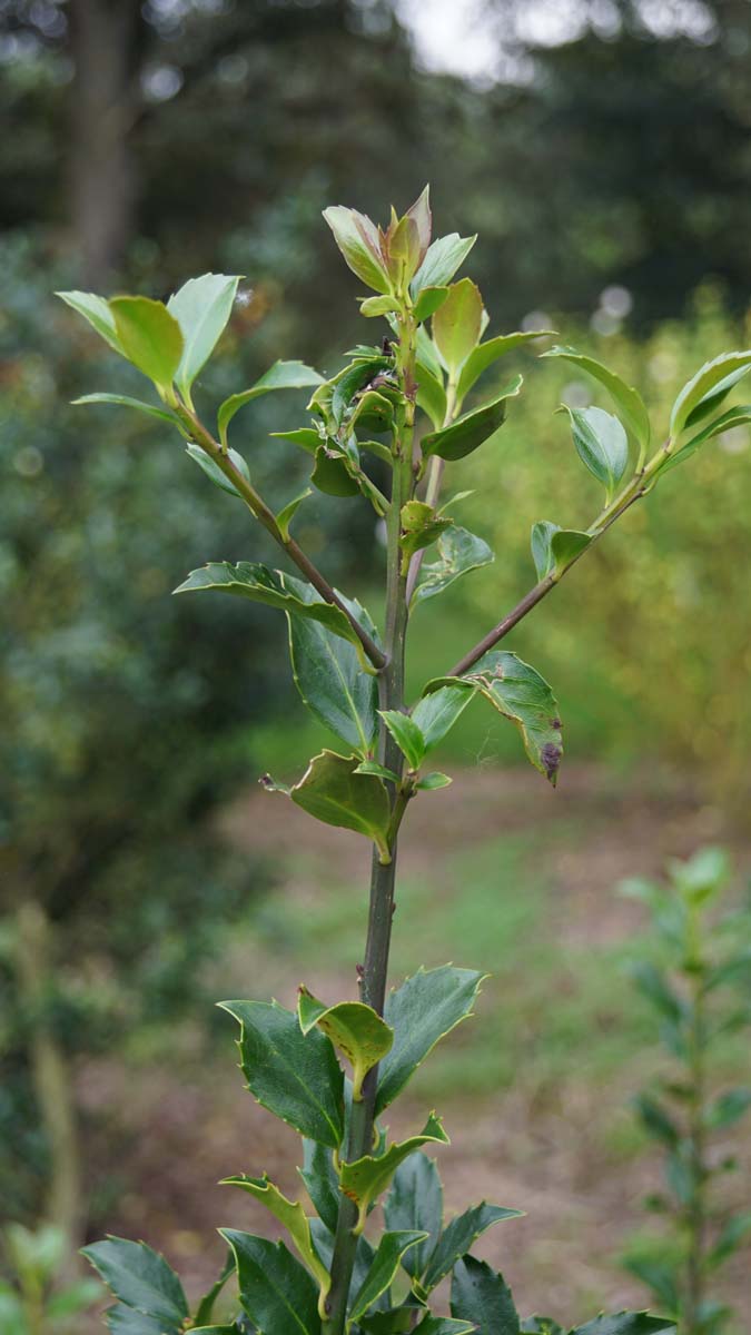 Ilex meserveae 'Blue Prince' meerstammig / struik