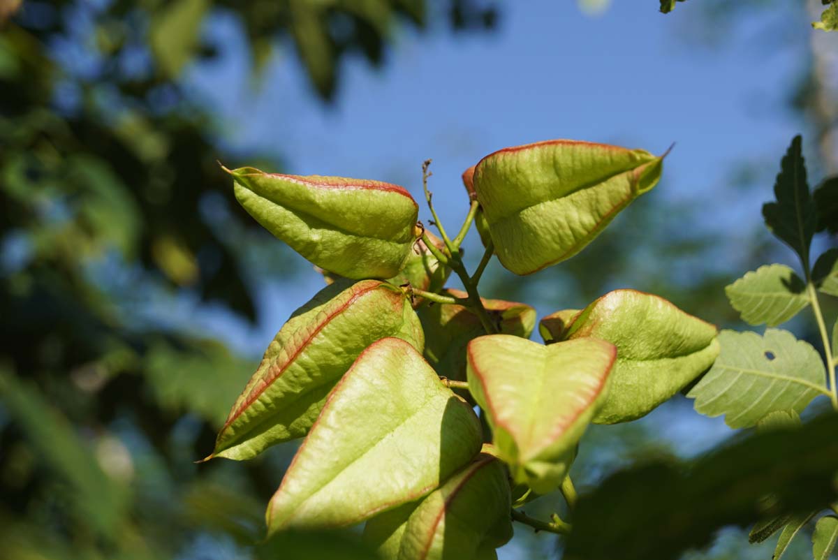 Koelreuteria paniculata 'Rosseels' op stam