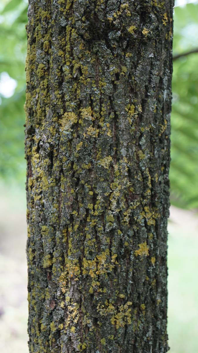 Juglans nigra op stam