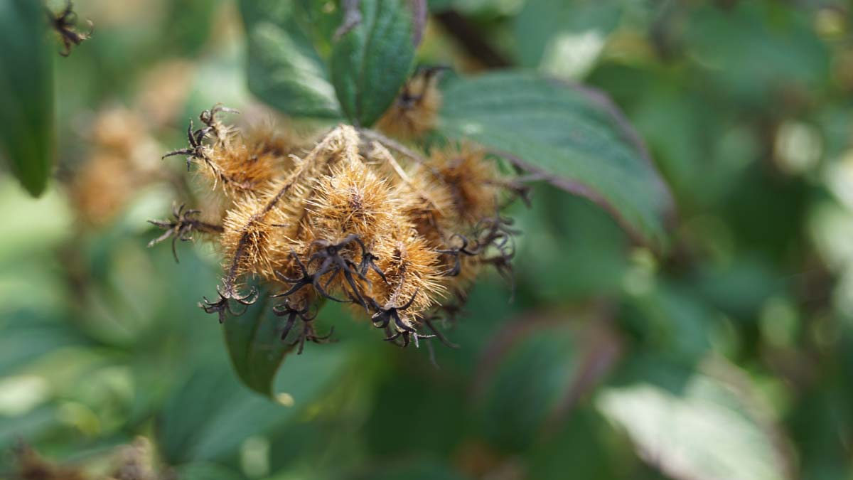 Kolkwitzia amabilis 'Pink Cloud' meerstammig / struik