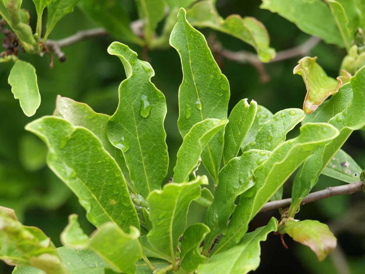 Magnolia 'George Henry Kern' solitair