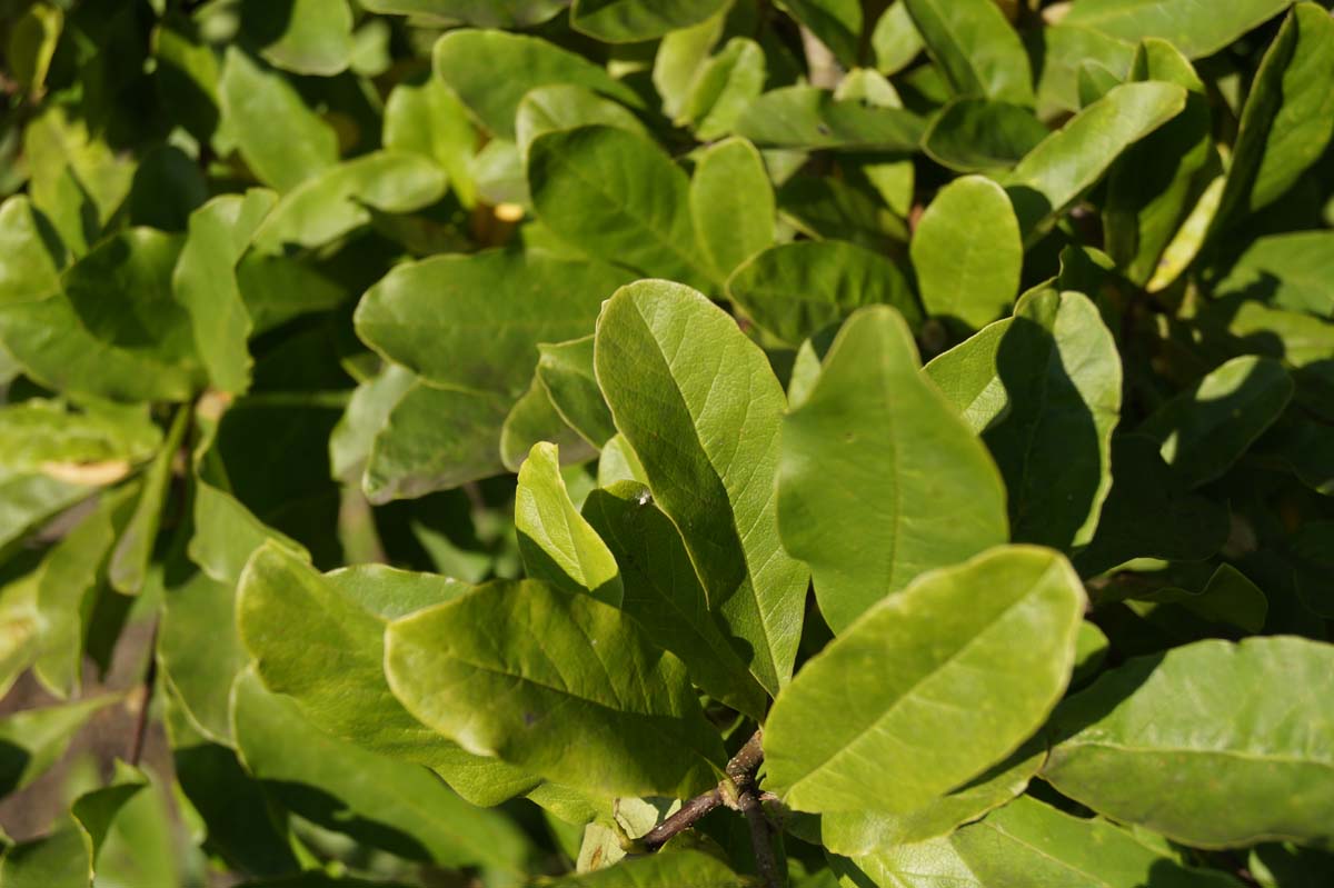 Magnolia loebneri 'Leonard Messel' meerstammig / struik blad