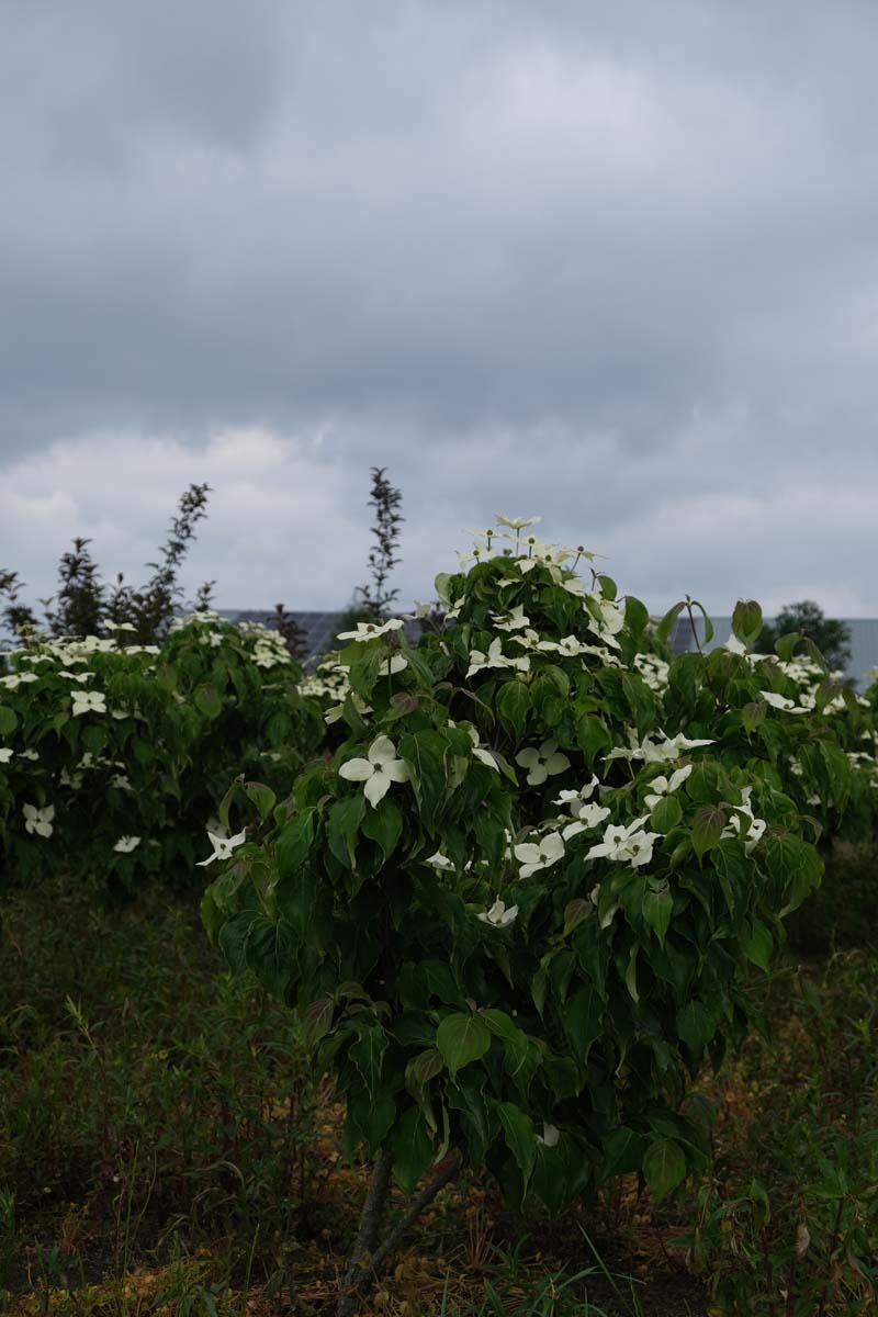Cornus kousa 'Schmetterling' meerstammig / struik struik