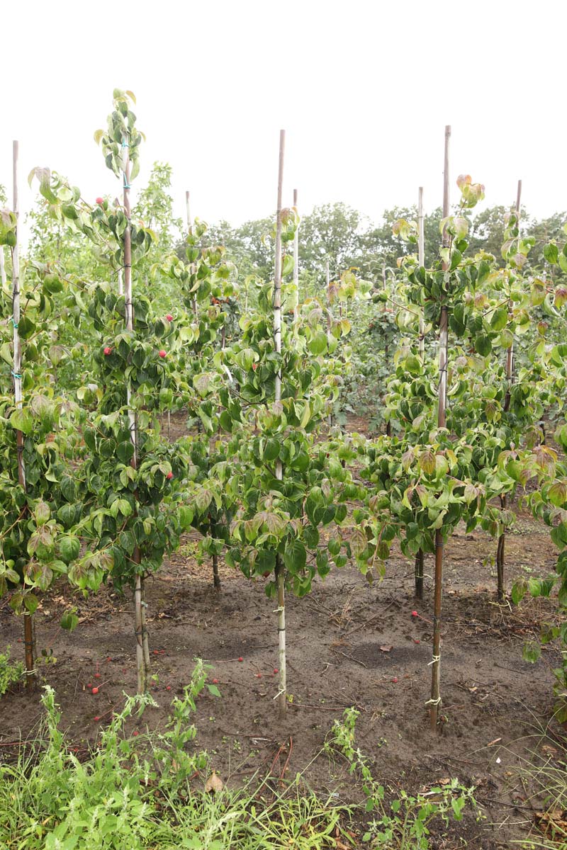 Cornus kousa 'Kreuzdame' solitair