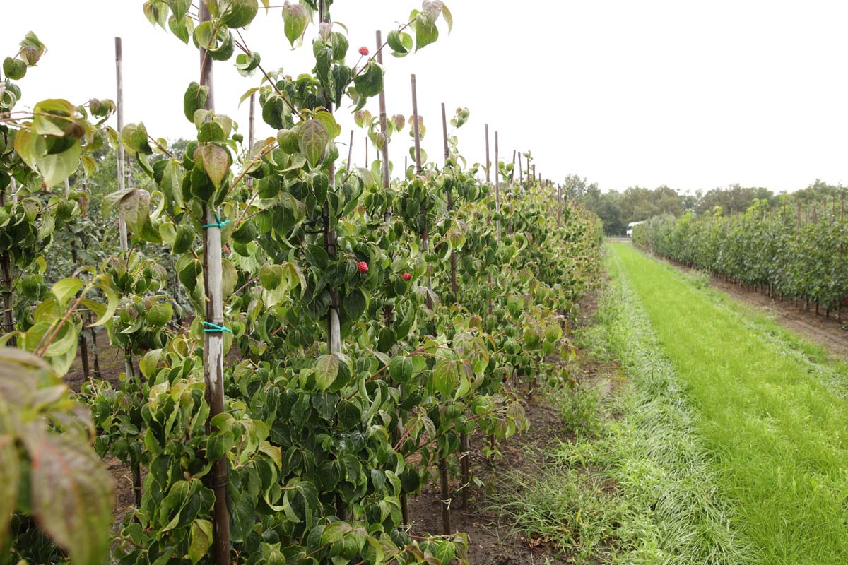 Cornus kousa 'Kreuzdame' solitair