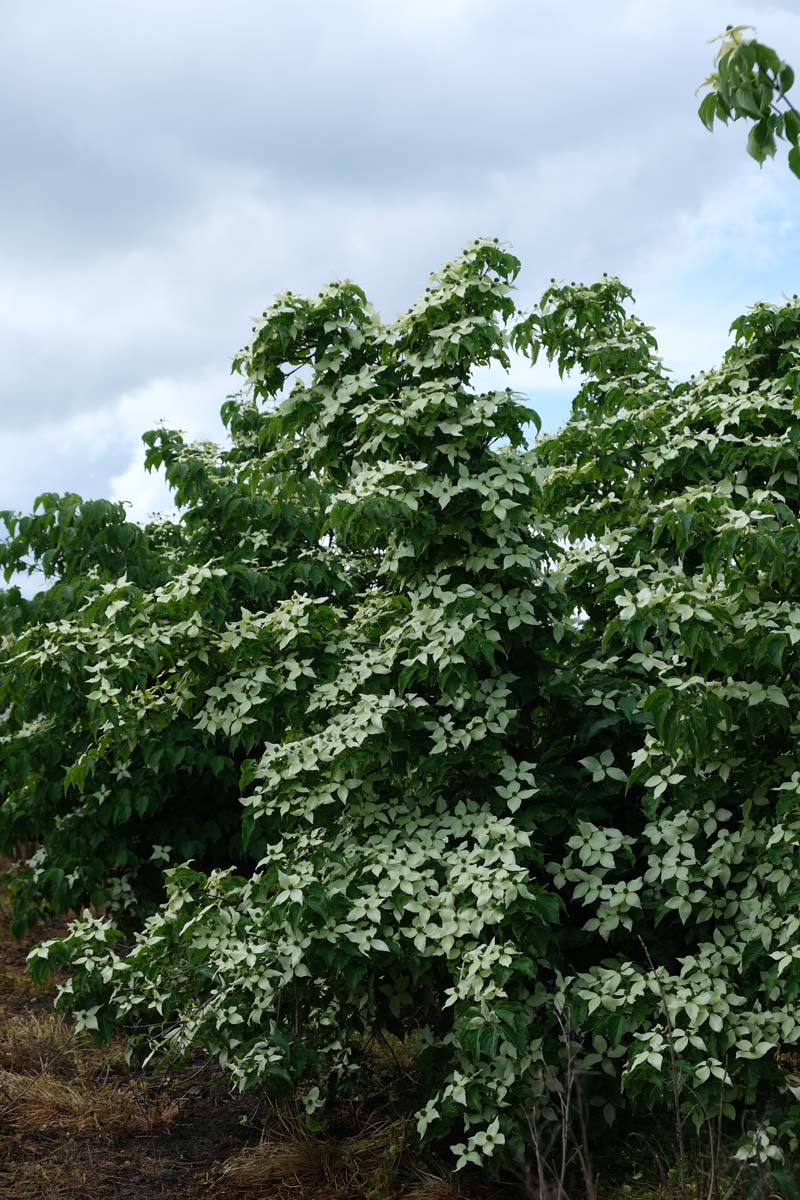 Cornus kousa 'Milky Way' meerstammig / struik struik