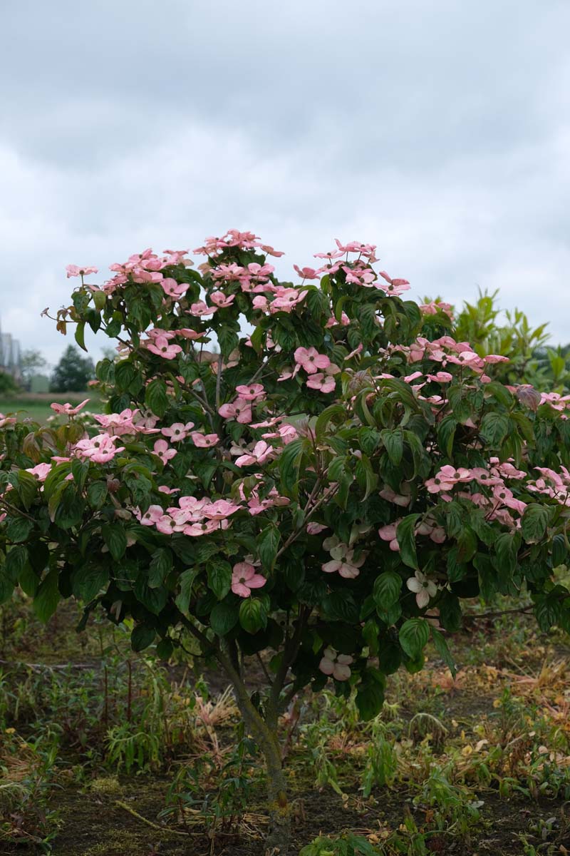 Cornus kousa 'Satomi' meerstammig / struik struik
