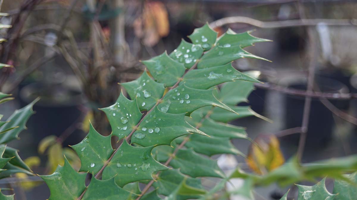 Mahonia media 'Winter Sun' solitair blad