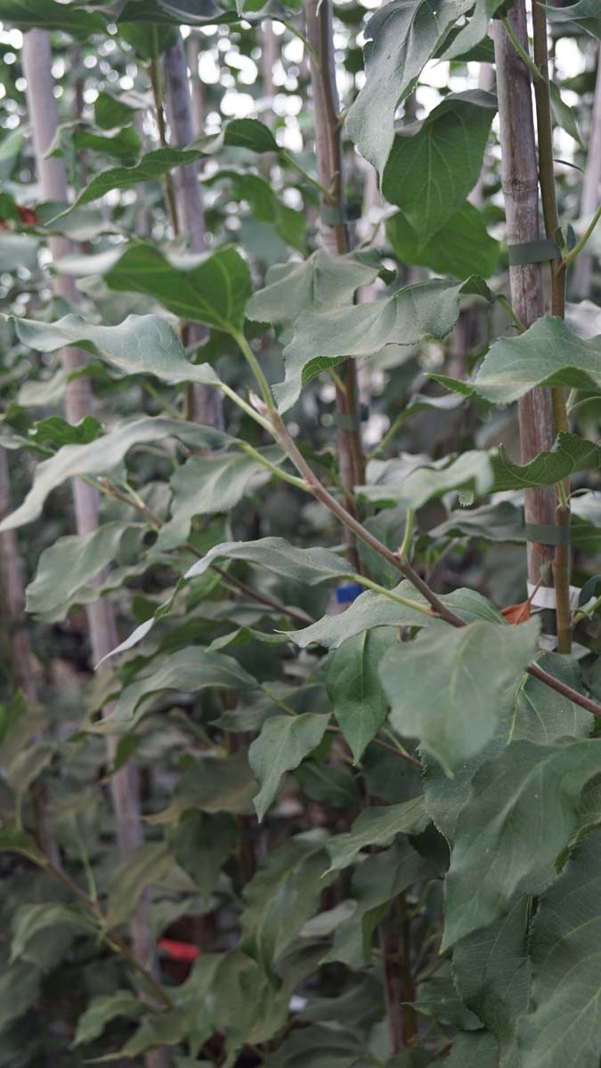 Malus 'Dolgo' meerstammig / struik