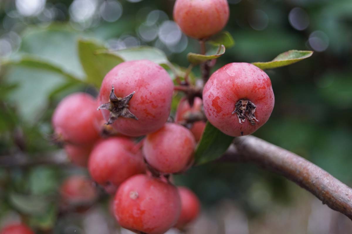 Malus 'Evereste' Tuinplanten appel