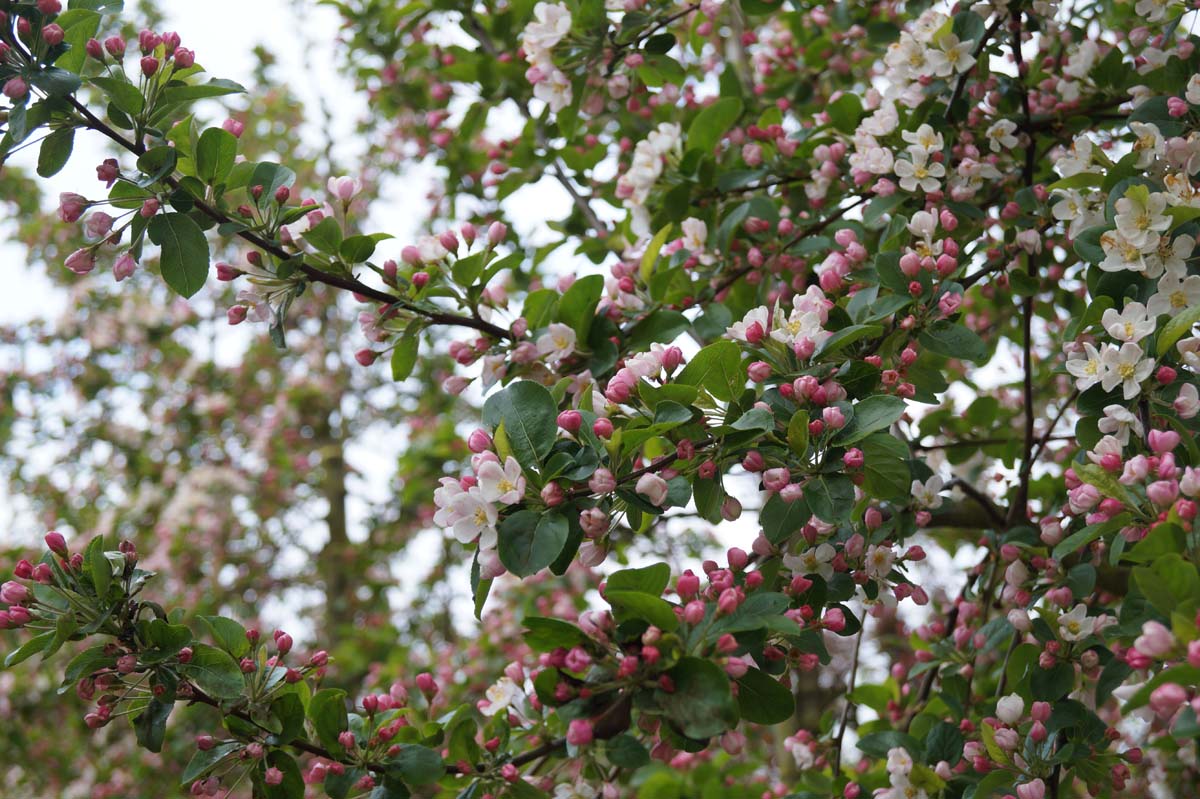Malus 'Golden Hornet' op stam
