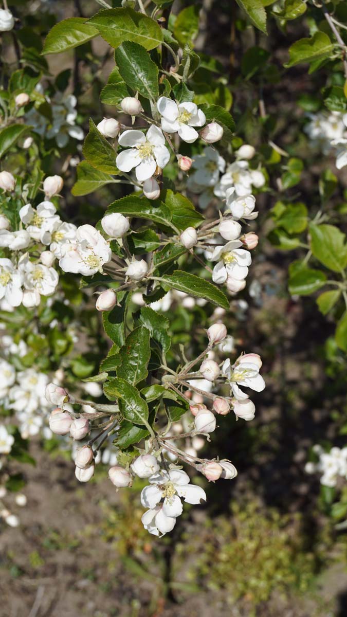 Malus 'Hyslop' meerstammig / struik