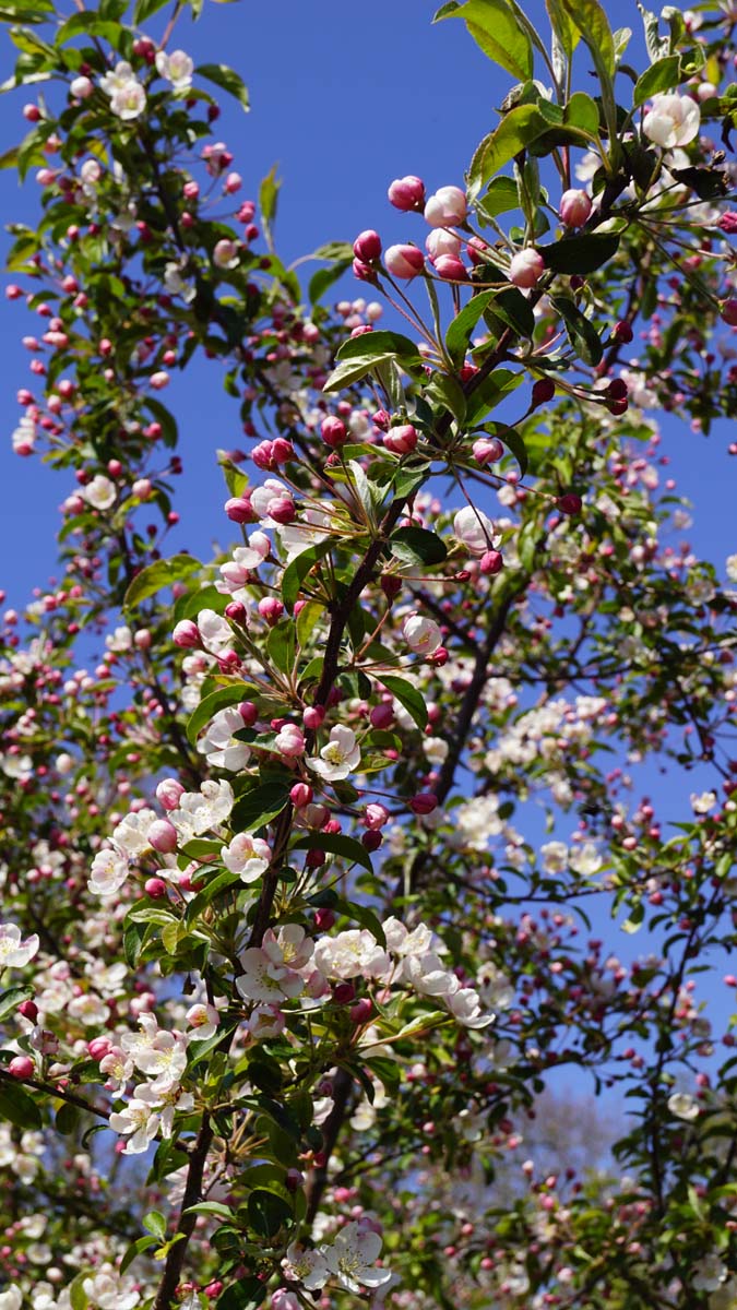 Malus 'Professor Sprenger' solitair bloesem