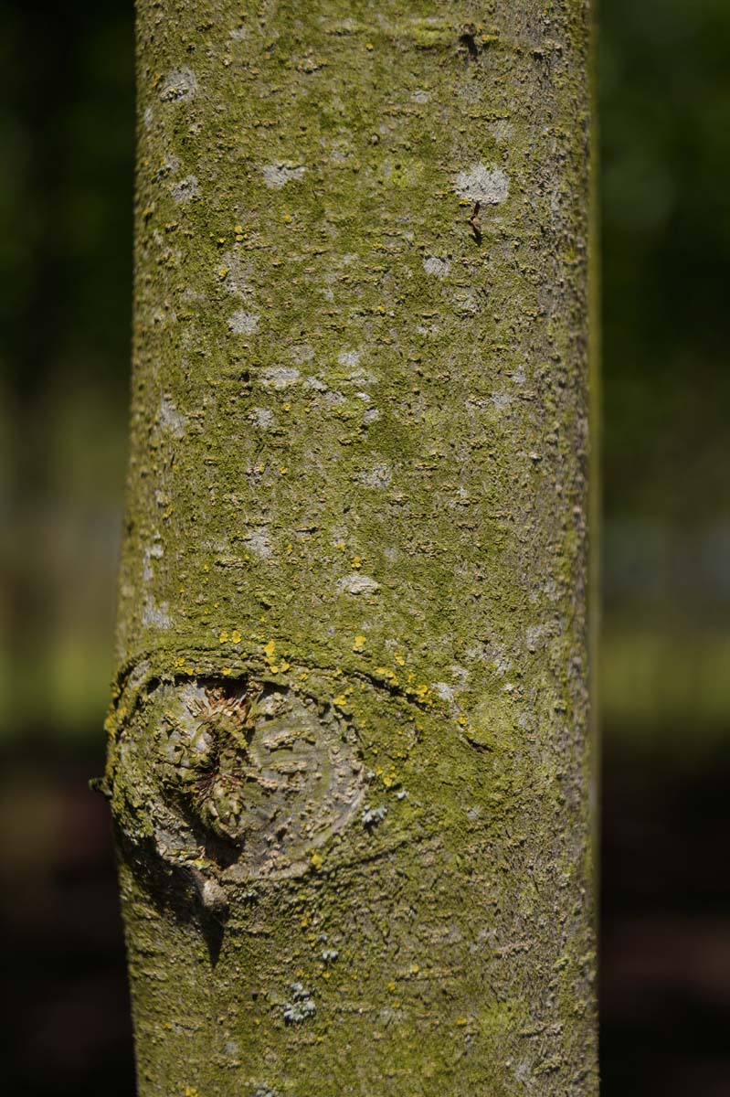 Parrotia persica meerstammig / struik bast