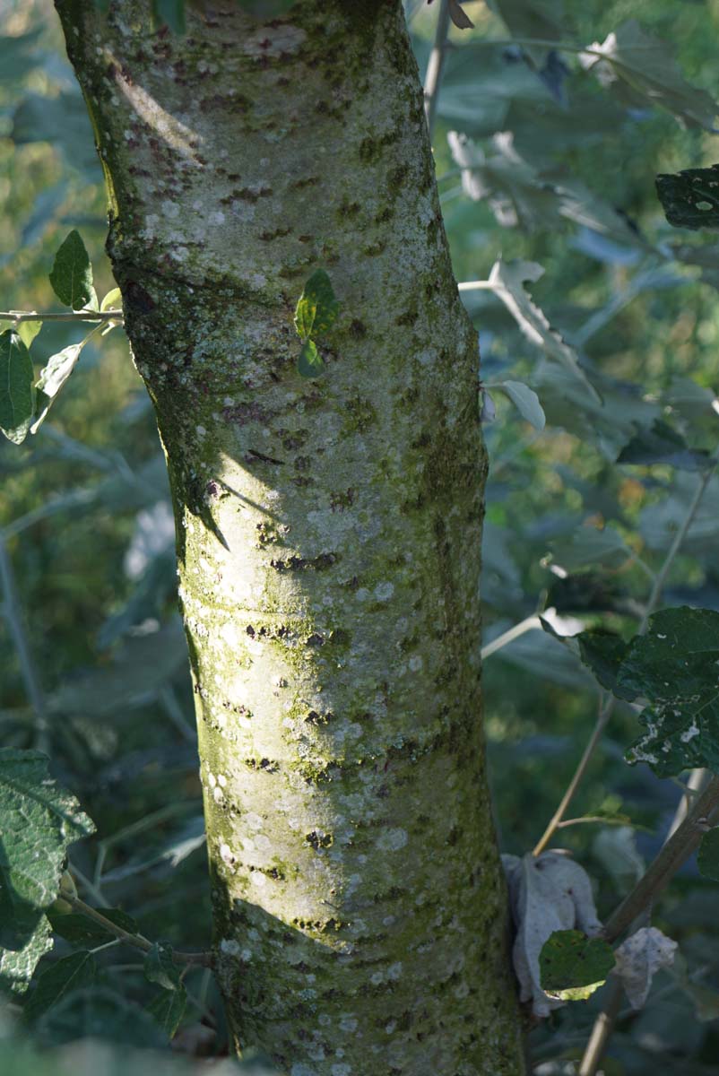 Populus alba haagplant bast