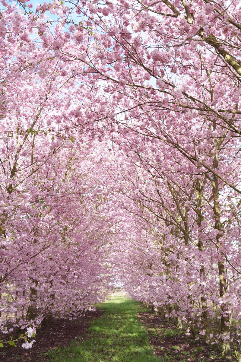 Prunus 'Accolade' op stam bloesem