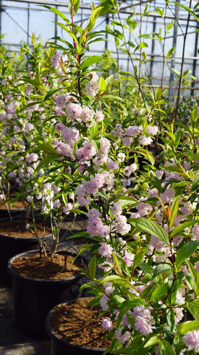 Prunus glandulosa 'Rosea Plena' meerstammig / struik