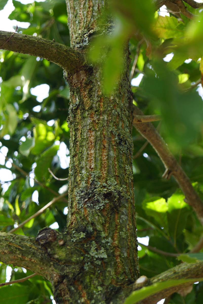 Quercus acutissima op stam