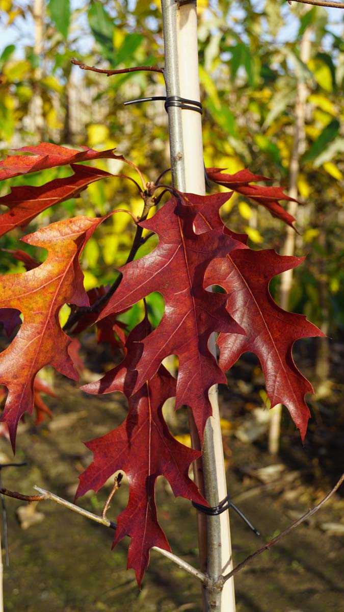 Quercus coccinea 'Splendens' op stam herfstkleur