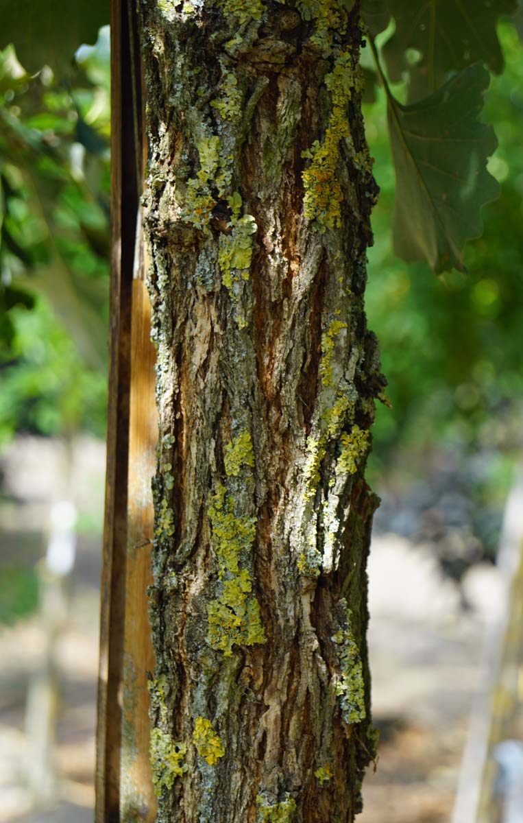 Quercus macrocarpa op stam