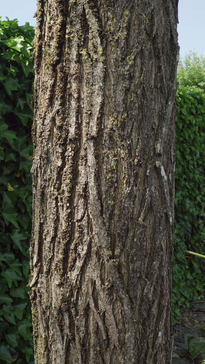 Robinia pseudoacacia 'Frisia' op stam