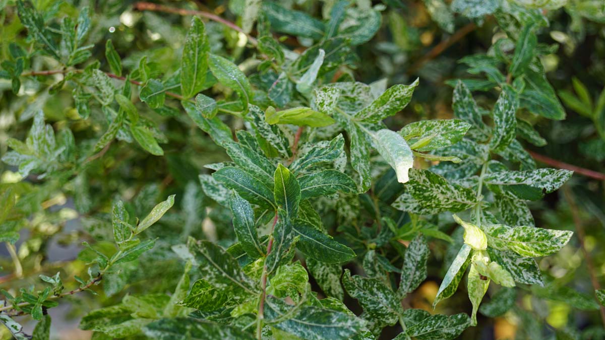 Salix integra 'Hakuro-nishiki' op stam
