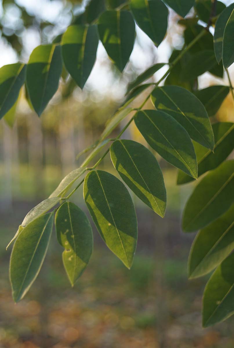 Styphnolobium japonicum 'Regent' solitair