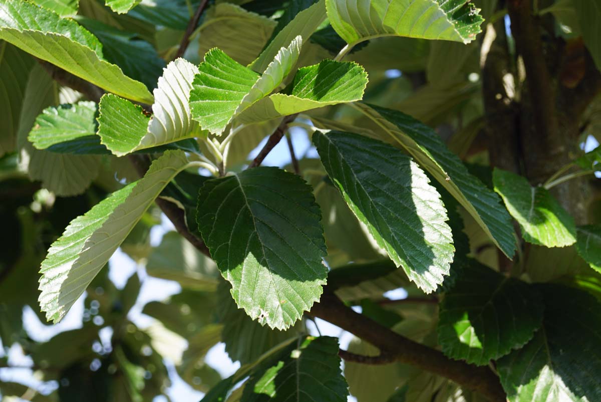 Sorbus aria 'Gigantea' Tuinplanten blad