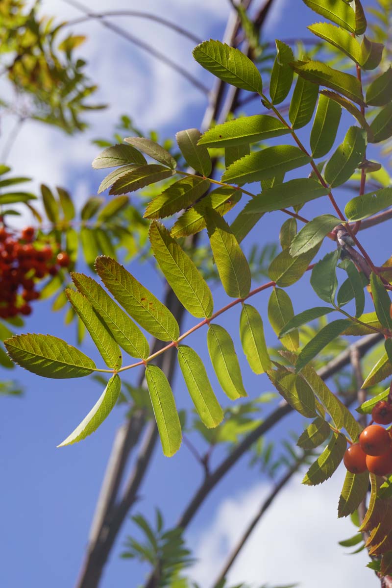 Sorbus aucuparia edulis meerstammig / struik blad