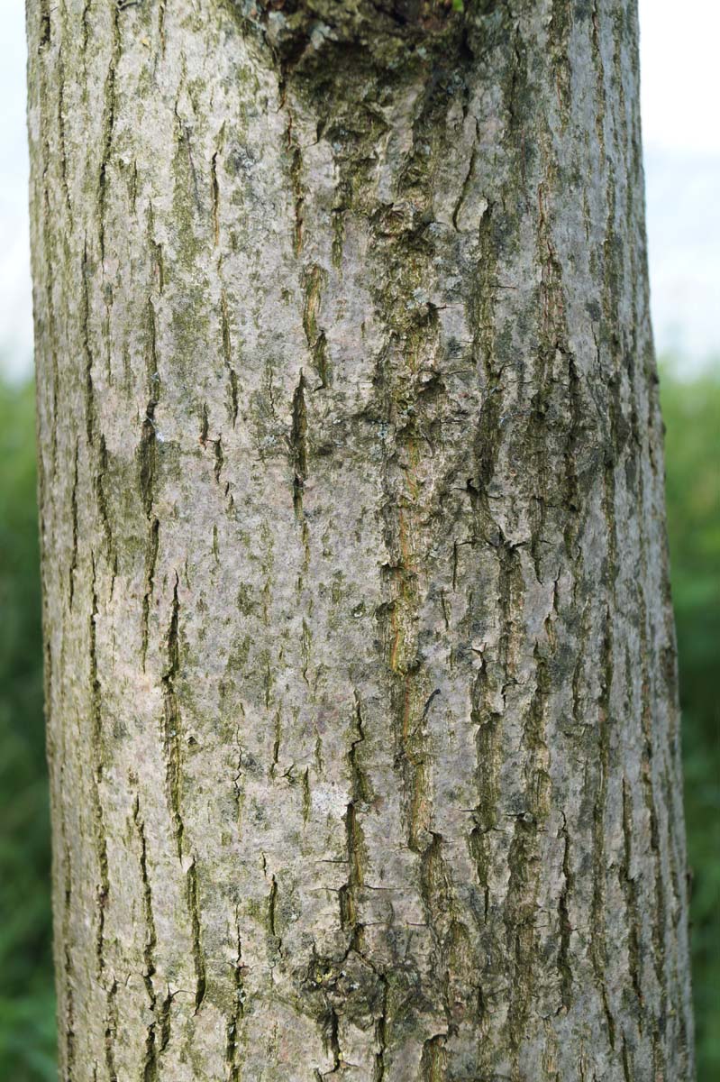 Tilia platyphyllos dakboom bast