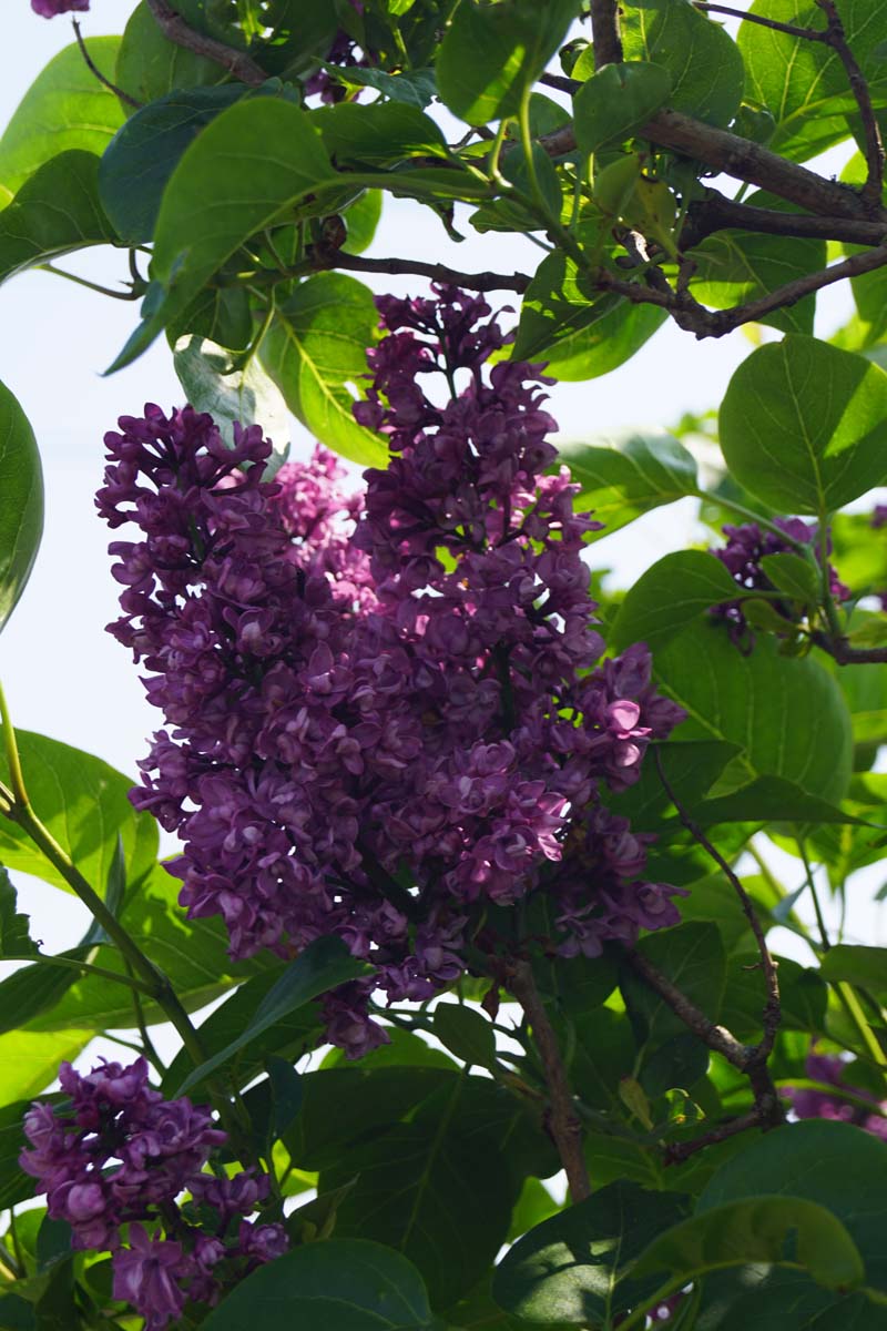 Syringa vulgaris 'Charles Joly' op stam