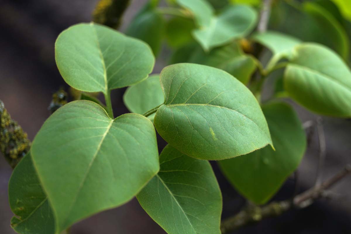Syringa vulgaris 'Decaisne' meerstammig / struik