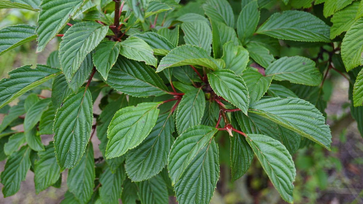 Viburnum bodnantense 'Dawn' meerstammig / struik blad