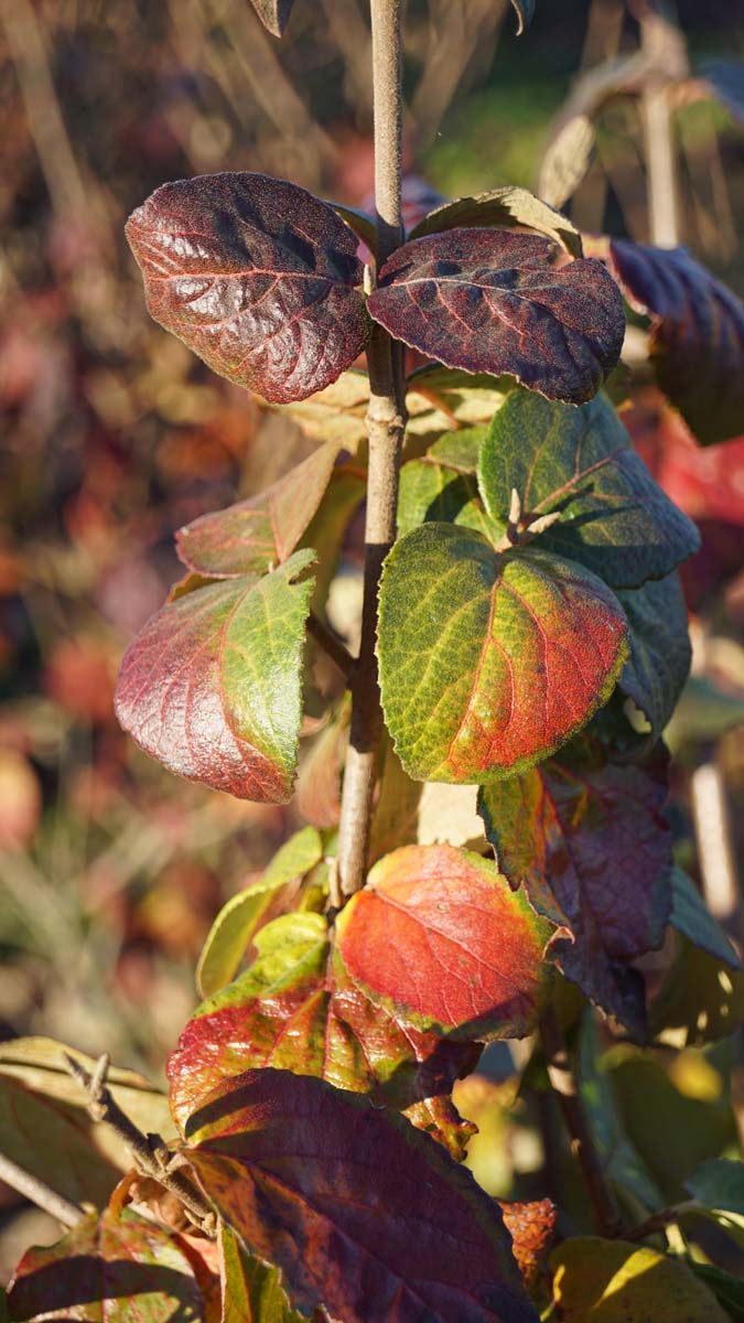 Viburnum carlesii meerstammig / struik