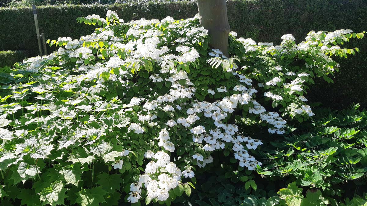 Viburnum plicatum 'Watanabe' solitair