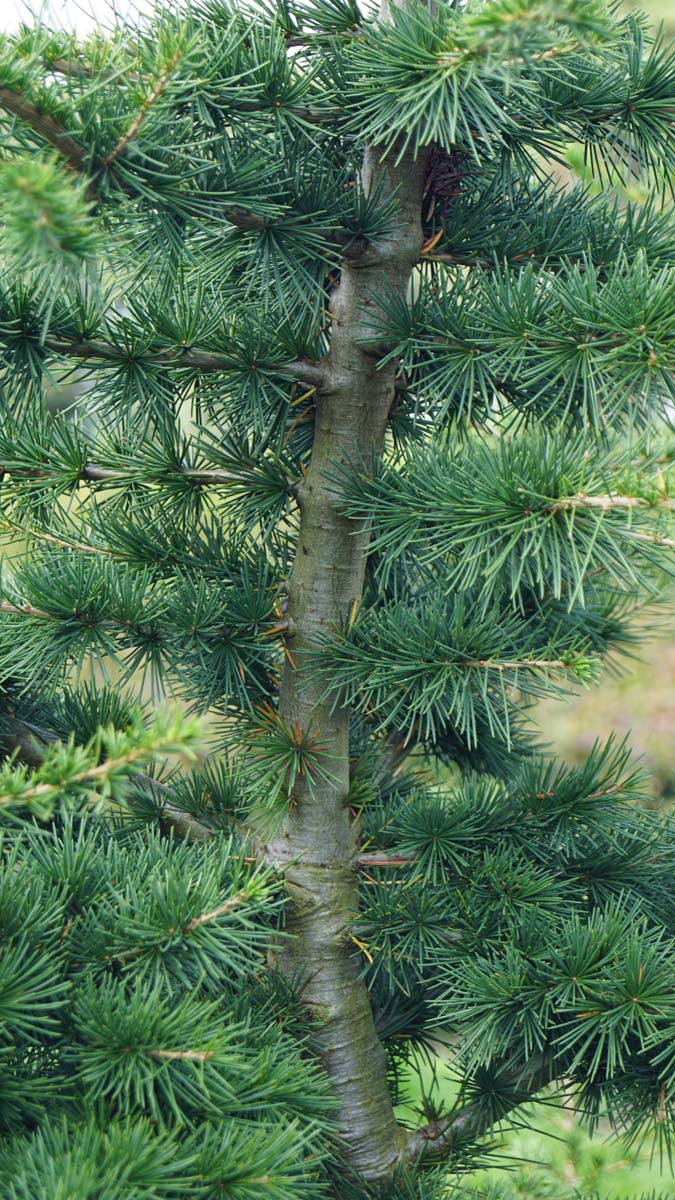 Cedrus libani solitair