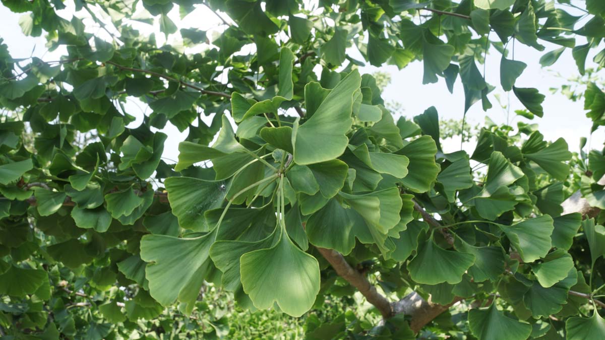 Ginkgo biloba 'Horizontalis' op stam