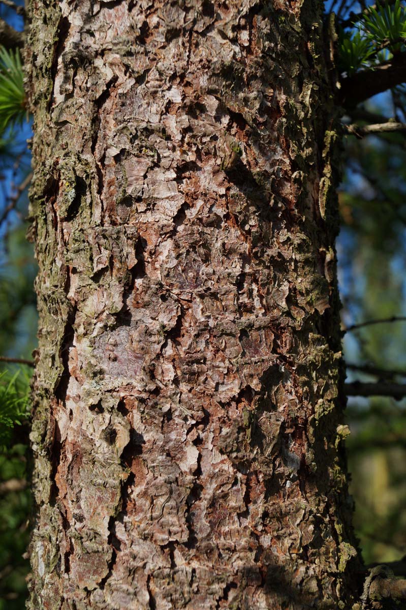 Larix kaempferi haagplant