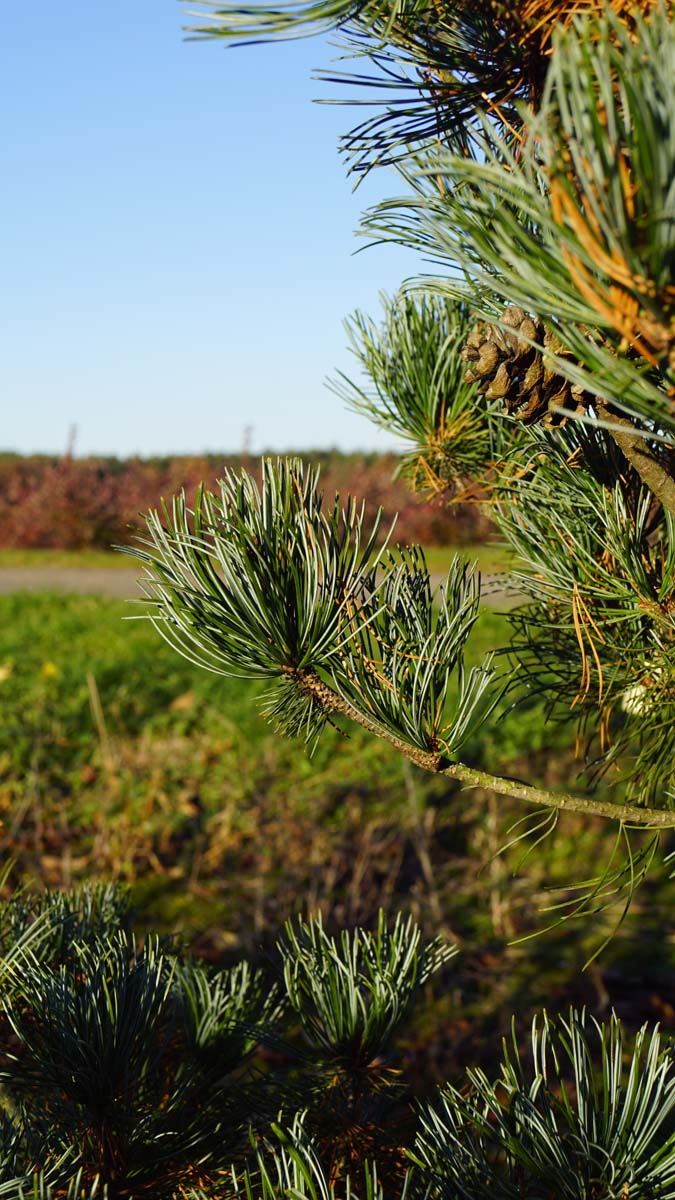 Pinus parviflora 'Green Monkey'