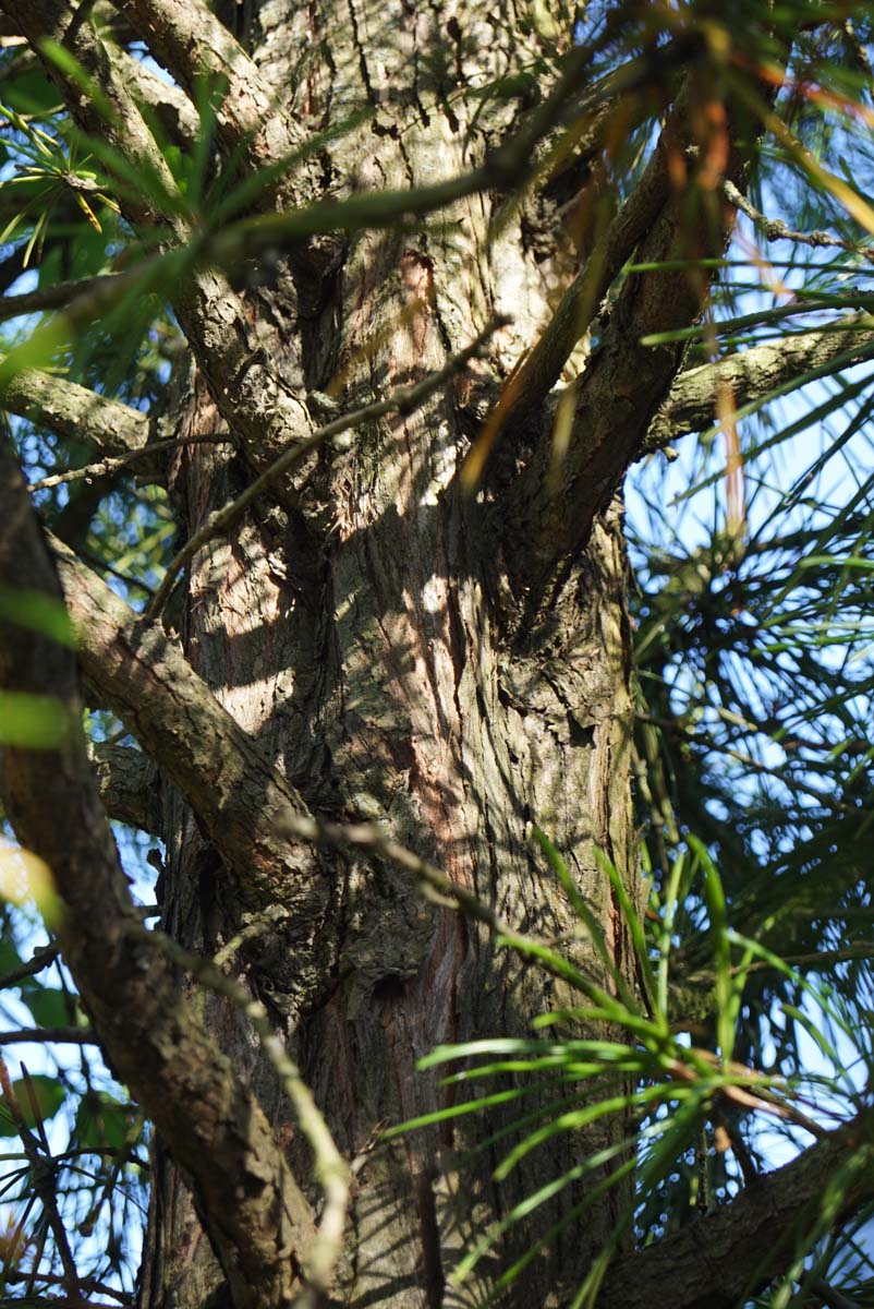 Sciadopitys verticillata meerstammig / struik stam