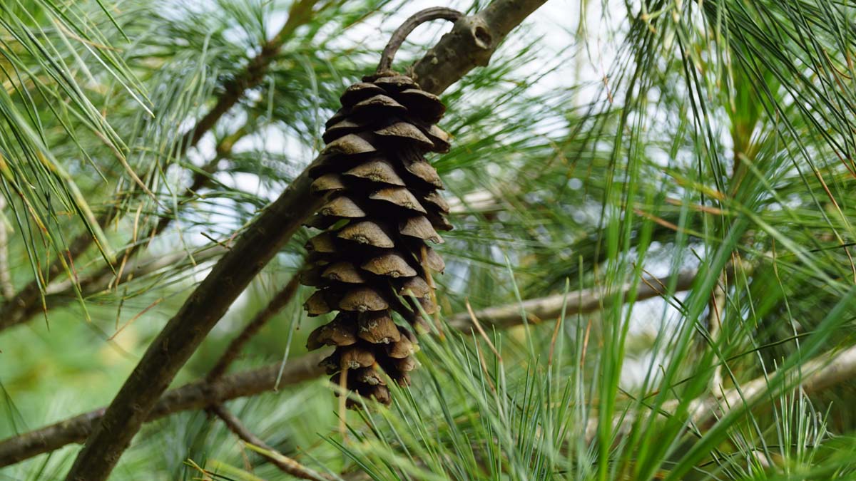 Pinus wallichiana meerstammig / struik kegel