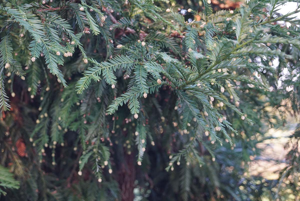 Sequoia sempervirens solitair naald