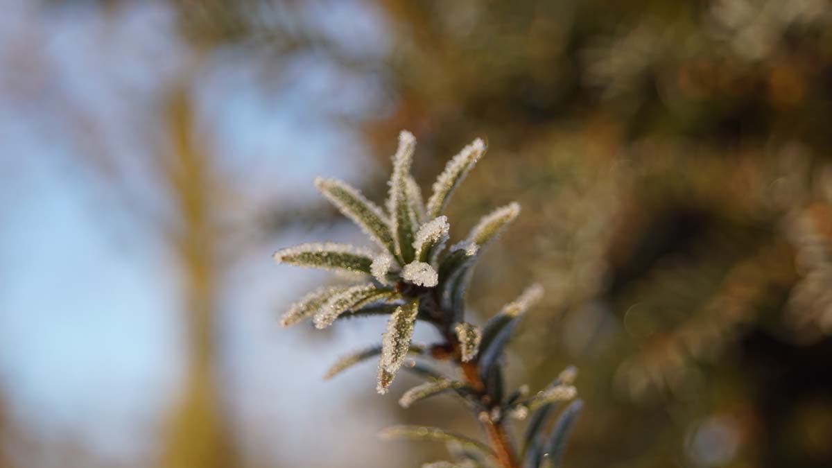 Taxus baccata op stam winter