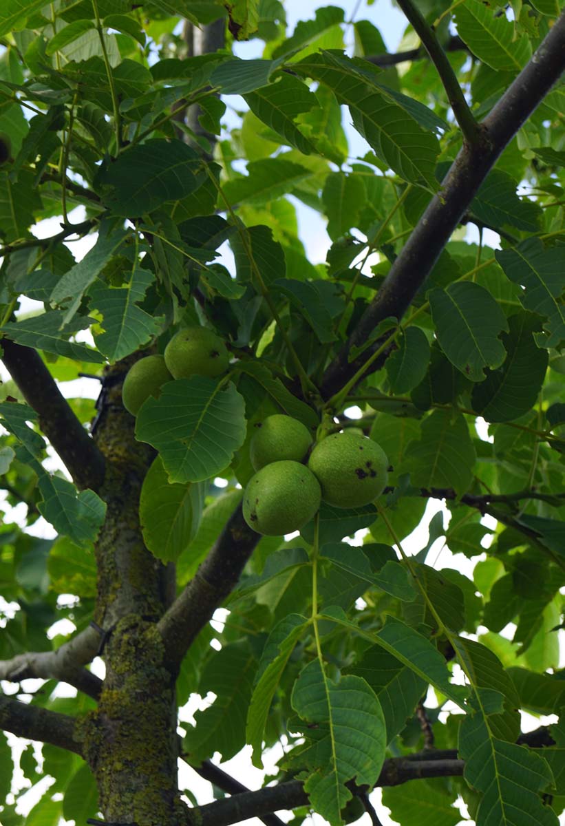 Juglans regia 'Buccaneer' op stam noot