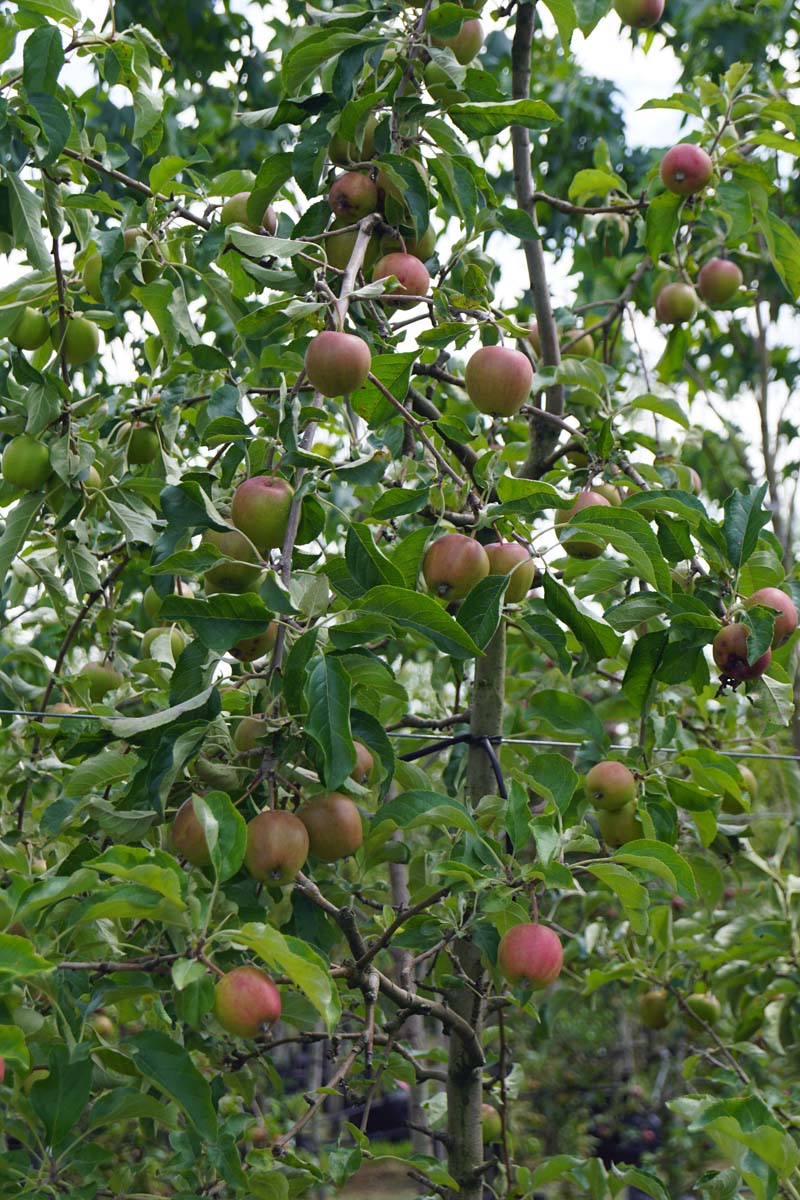 Malus domestica 'Pinova' leiboom