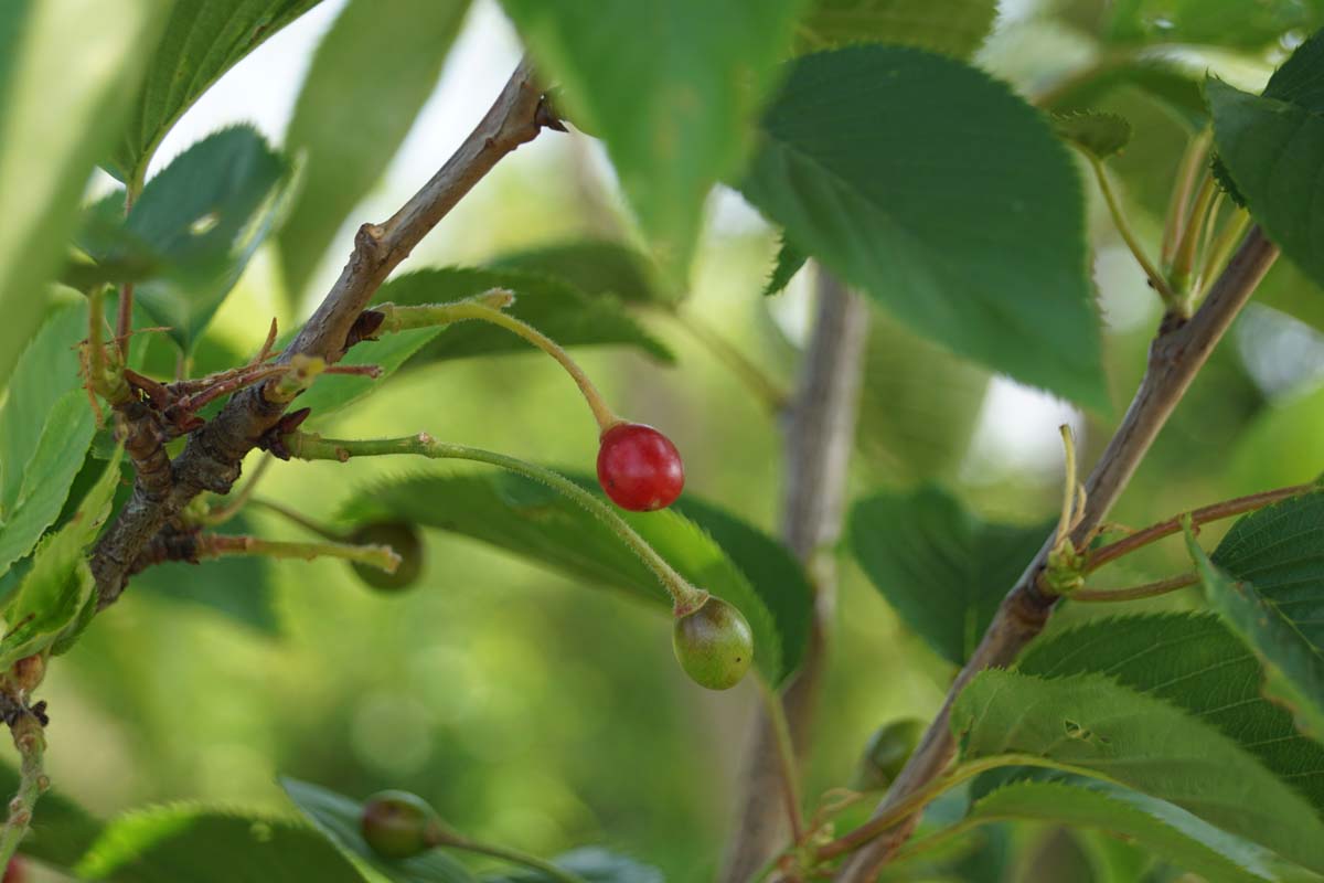 Prunus subhirtella 'Autumnalis' Tuinplanten blad